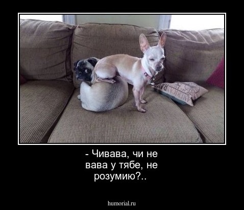 - Чивава, чи не вава у тябе, не розумию?..