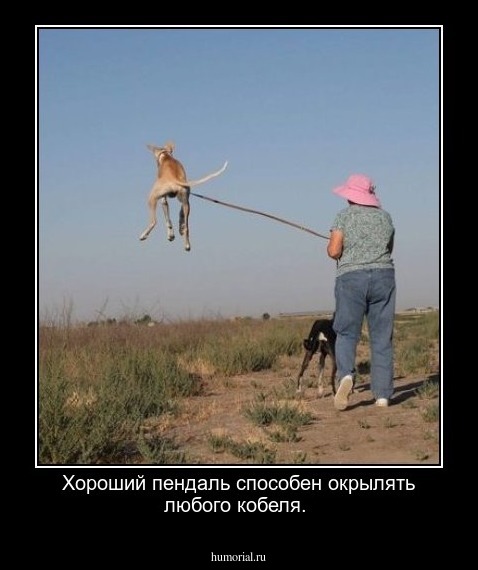 Хороший пендаль способен окрылять любого кобеля.