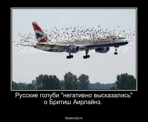 Русские голуби "негативно высказались" о Бритиш Аирлайнз.