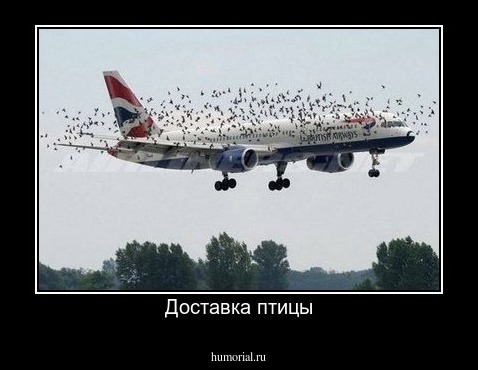 Доставка птицы