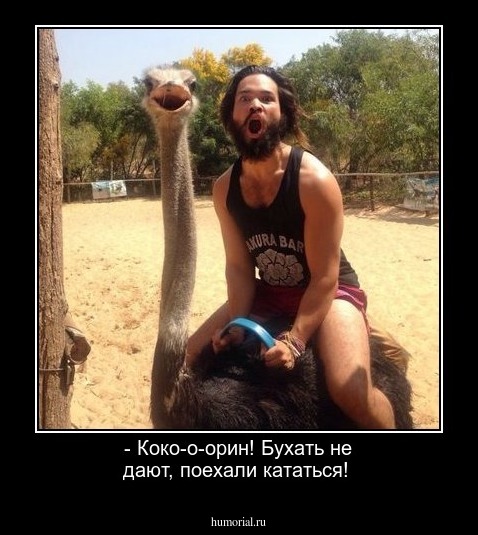 - Коко-о-орин! Бухать не дают, поехали кататься!
