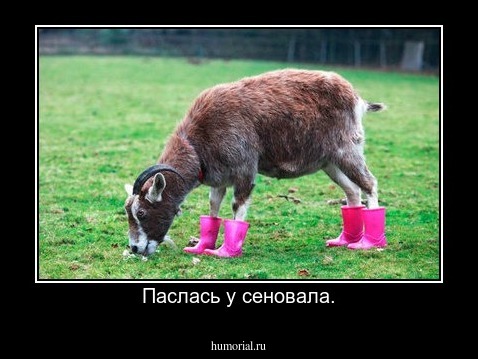 Паслась у сеновала.