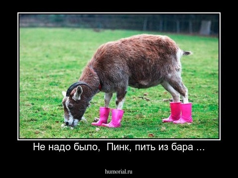 Не надо было,  Пинк, пить из бара ...