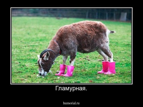 Гламурная.