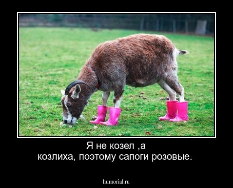 Я не козел ,а козлиха, поэтому сапоги розовые.