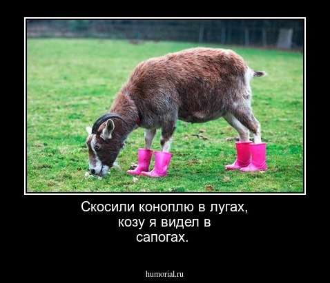 Скосили коноплю в лугах, козу я видел в сапогах. 