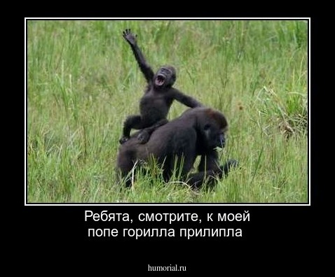 Ребята, смотрите, к моей попе горилла прилипла
