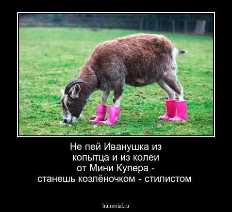 Не пей Иванушка из копытца и из колеи от Мини Купера - станешь козлёночком - стилистом
