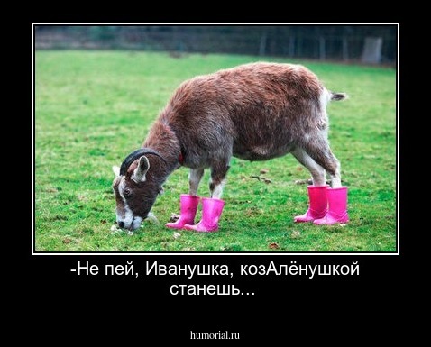 -Не пей, Иванушка,  козАлёнушкой станешь...