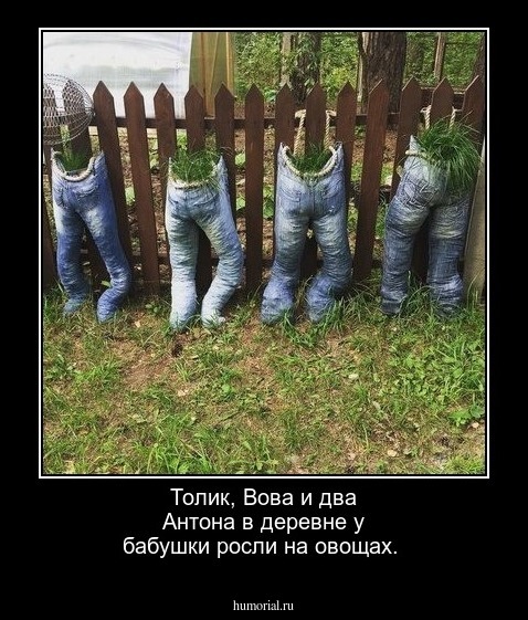Толик, Вова и два Антона в деревне у бабушки росли на овощах.
