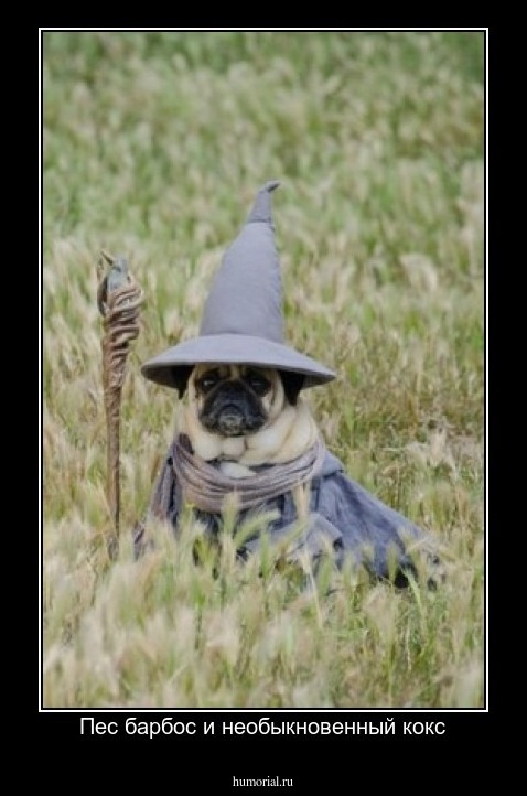 Пес барбос и необыкновенный кокс