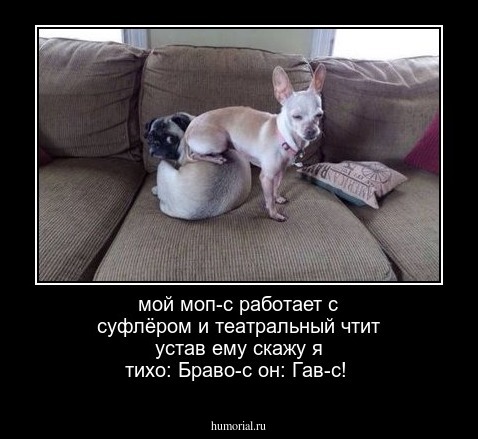 мой моп-с работает с суфлёром
и театральный чтит устав
ему скажу я тихо: Браво-с
он: Гав-с!