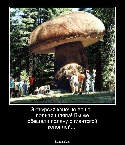 Экскурсия конечно ваша - полная шляпа! Вы же обещали поляну с гиантской коноплёй...