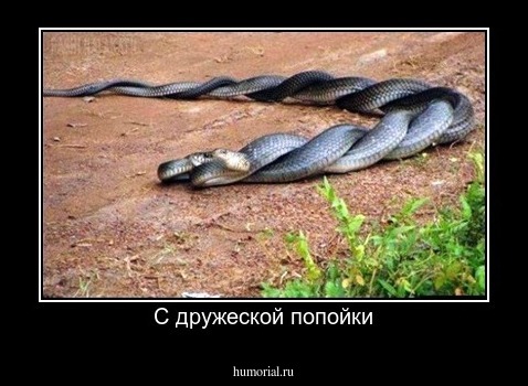 С дружеской попойки