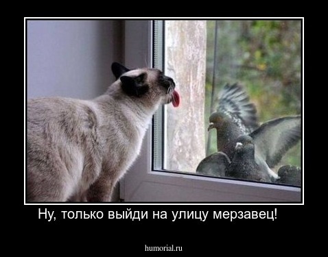 Ну, только выйди на улицу мерзавец!   