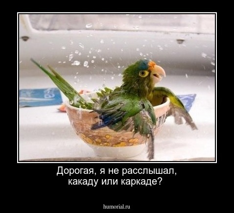 Дорогая, я не расслышал, какаду или каркаде? 