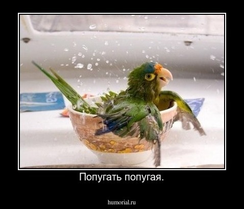 Попугать попугая.