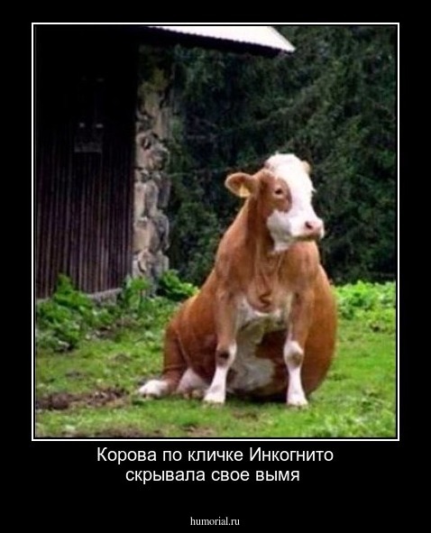 Корова по кличке Инкогнито скрывала свое вымя  