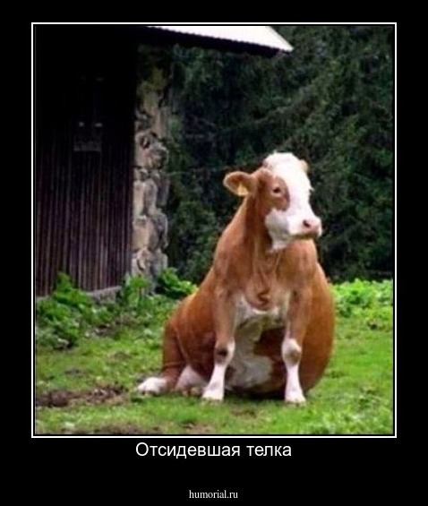 Отсидевшая телка