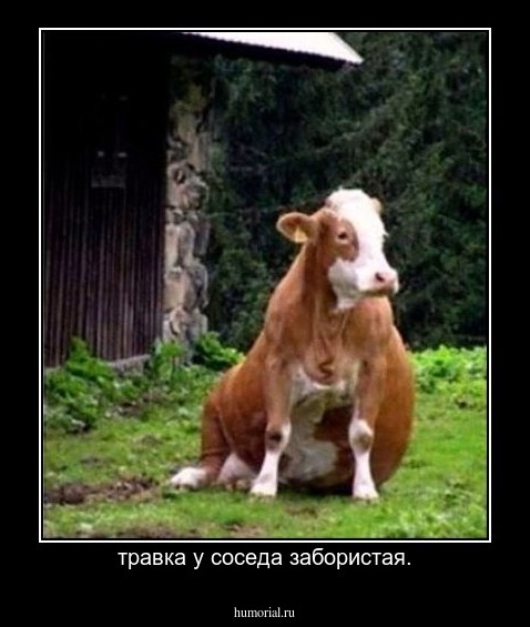 травка у соседа забористая.