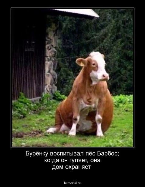 Бурёнку воспитывал пёс Барбос; когда он гуляет, она дом охраняет