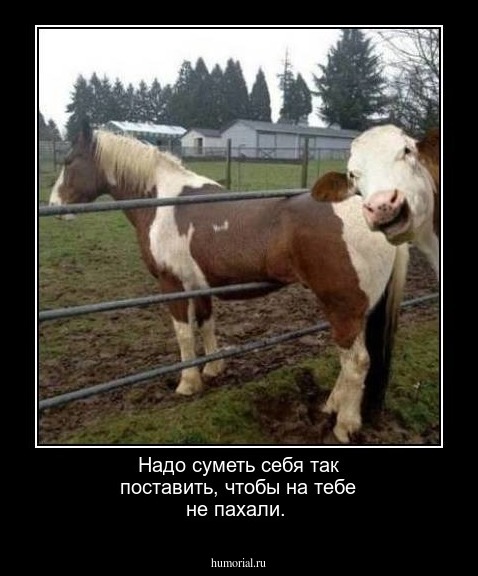 Надо суметь себя так поставить, чтобы  на тебе не пахали.