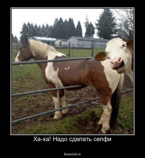 Ха-ха! Надо сделать селфи