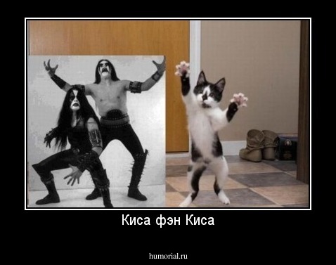 Киса фэн Киса