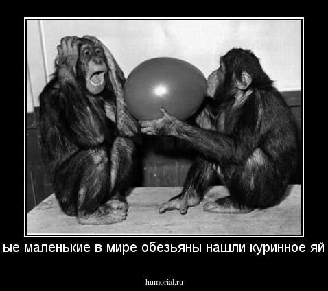 Самые маленькие в мире обезьяны нашли куринное яйцо...