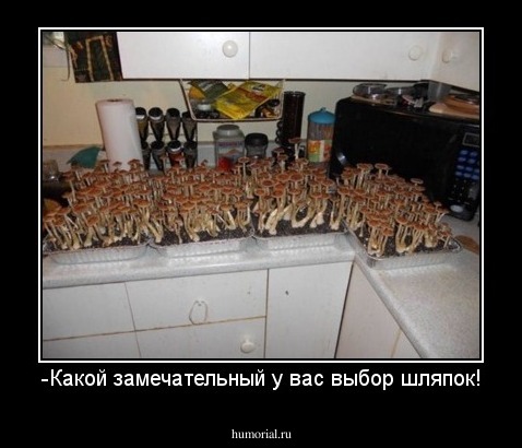 -Какой замечательный у вас выбор шляпок!