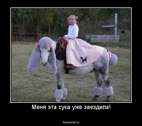 Меня эта сука уже заездила!