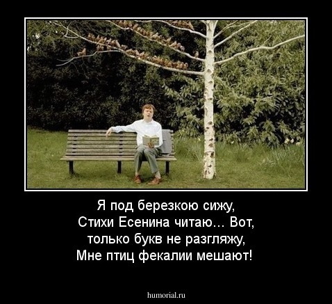 Я под березкою сижу,
Стихи Есенина читаю...
Вот, только букв не разгляжу,
Мне птиц фекалии мешают!