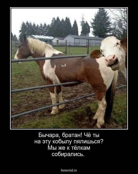 Бычара, братан! Чё ты на эту кобылу пялишься? Мы же  к тёлкам собирались.