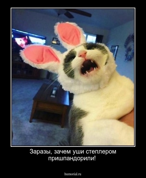 Заразы, зачем уши степлером пришпандорили!