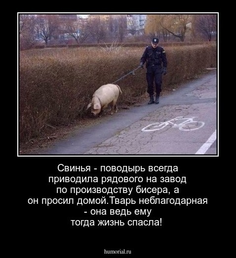 Свинья - поводырь всегда приводила рядового на завод по производству бисера, а он просил домой.Тварь неблагодарная - она ведь ему тогда жизнь спасла!