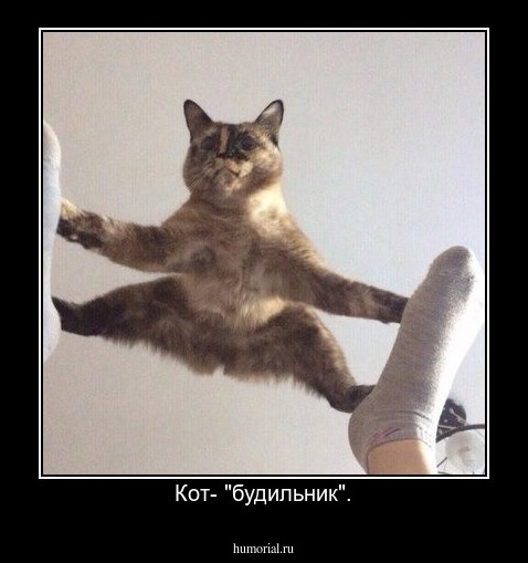 Кот- "будильник".