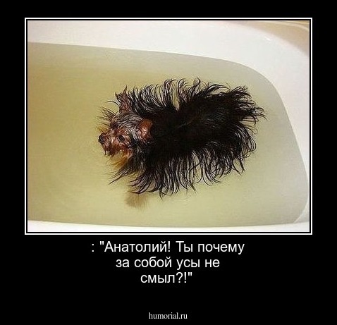 : "Анатолий! Ты почему за собой усы не смыл?!"