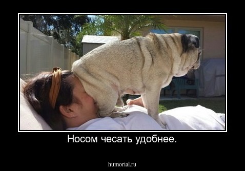 Носом чесать удобнее.