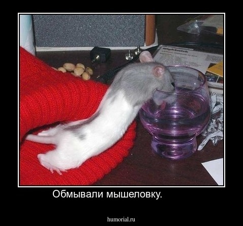 Обмывали мышеловку.         