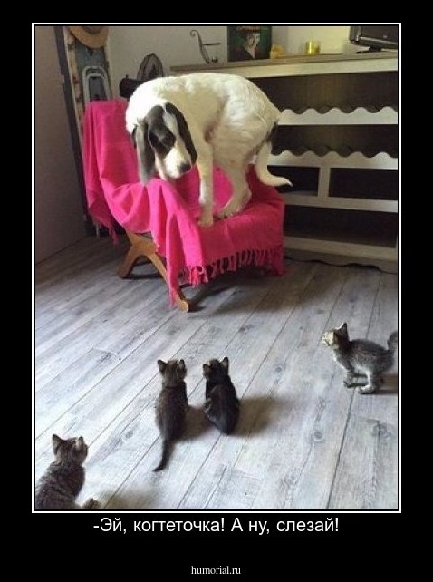 -Эй, когтеточка! А ну, слезай!