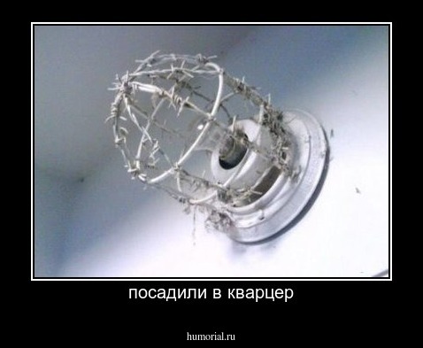 посадили в кварцер