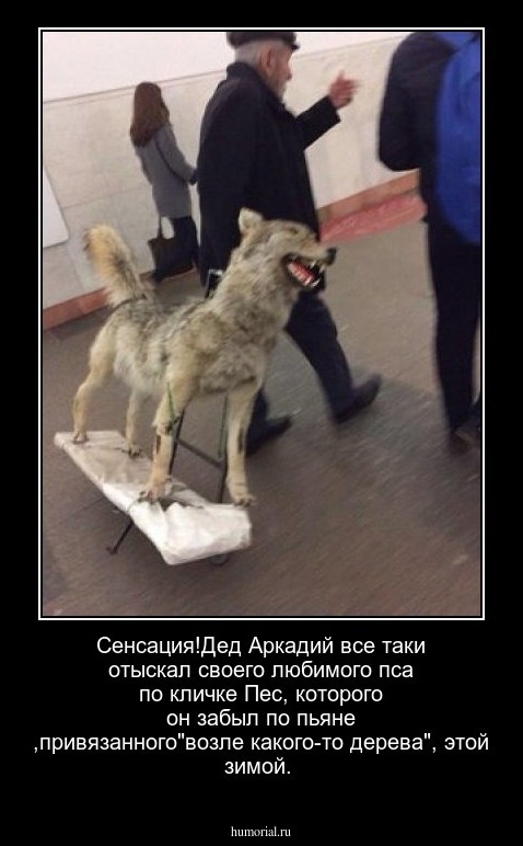 Сенсация!Дед Аркадий все таки отыскал своего любимого пса по кличке Пес, которого он забыл по пьяне ,привязанного"возле какого-то дерева", этой зимой.
