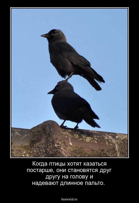 Когда птицы хотят казаться постарше, они становятся друг другу на голову и надевают длинное пальто. 