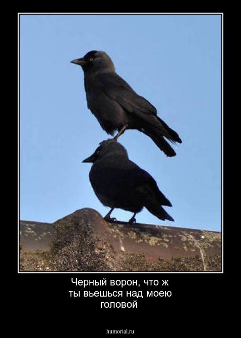 Черный ворон,  что ж ты  вьешься над моею головой