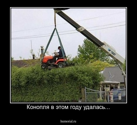 Конопля в этом году удалась...