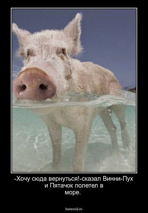 -Хочу сюда вернуться!-сказал Винни-Пух и Пятачок полетел в море.
