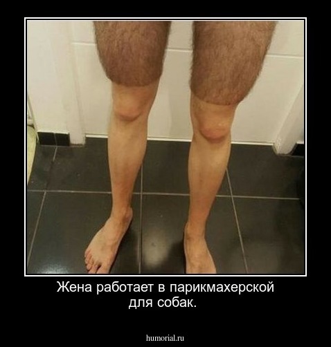 Жена работает в парикмахерской для собак.    