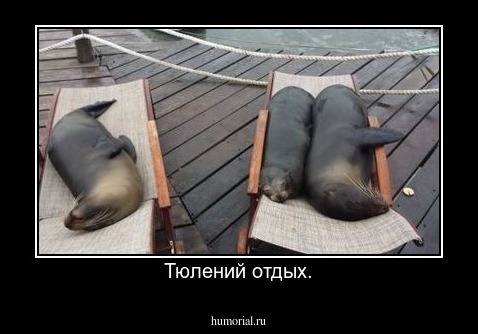 Тюлений отдых.