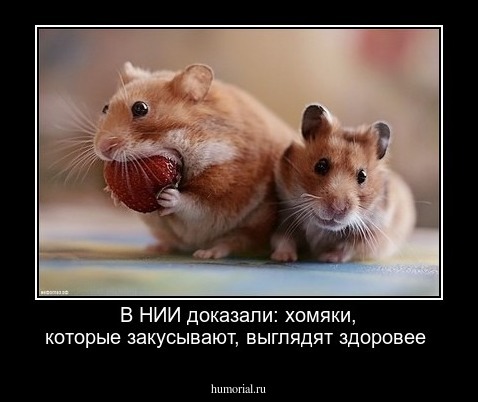 В НИИ доказали: хомяки, которые закусывают, выглядят здоровее 