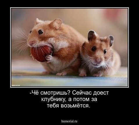 -Чё смотришь? Сейчас доест клубнику, а потом за тебя возьмётся. 